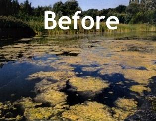 Pond algae treatment Myrtle Beach, %100 Natural by Organic Pond Care ...